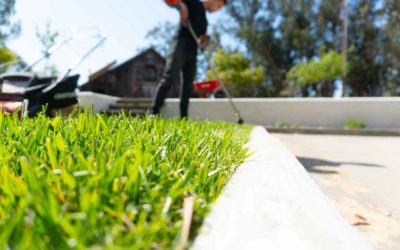 How to get rid of chickweed in lawn Australia